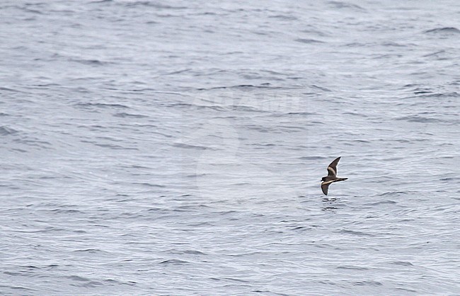 Tristram's storm petrel (Oceanodroma tristrami) in flight over the northern pacific ocean south of Japan. stock-image by Agami/Pete Morris,