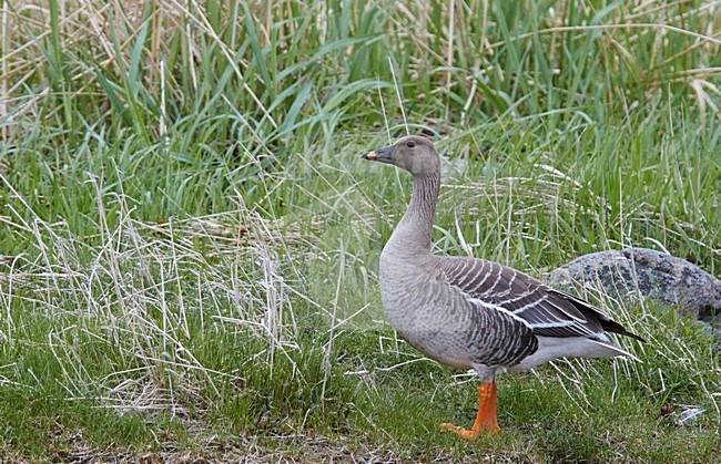Toendrarietgans staand; Tundra Bean Goose standing stock-image by Agami/Markus Varesvuo,