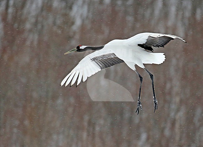 Wintering Red-crowned Crane, Grus japonensis, near Kushiro, Hokkaido, Japan. stock-image by Agami/Pete Morris,