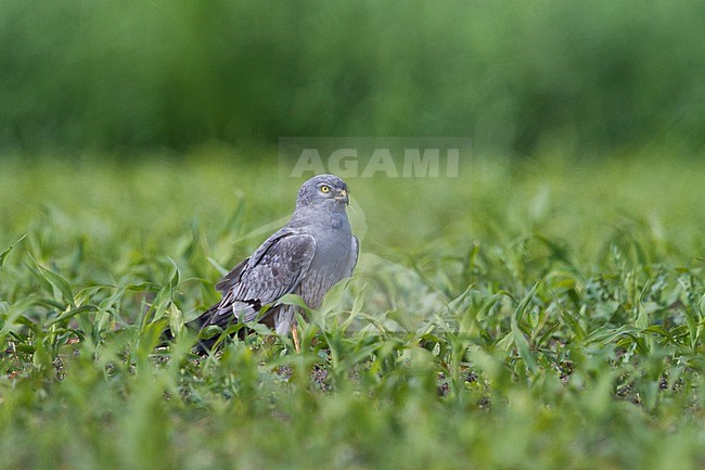 Montague's Harrier - Wiesenweihe - Circus pygargus, Germany, adult male stock-image by Agami/Ralph Martin,