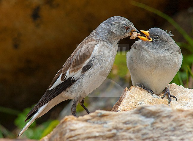 Juvenile White-winged Snowfinch (Montifringilla nivalis) during summer in the Alps of Austria. Getting fed by its male parent. stock-image by Agami/Marc Guyt,
