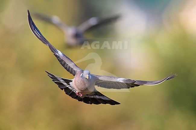 Common wood pigeon, Columba palumbus, in Italy. stock-image by Agami/Daniele Occhiato,