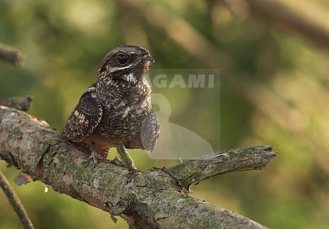 Nachtzwaluw ziitend op tak; European Nightjar perched on branch stock-image by Agami/Harvey van Diek,