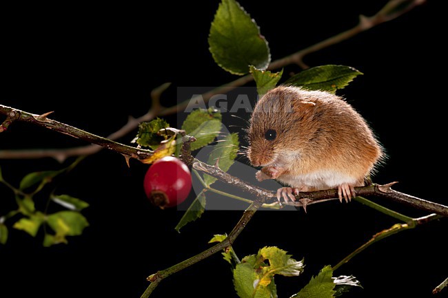 Dwergmuis foeragerend; Harvest Mouse foraging stock-image by Agami/Theo Douma,