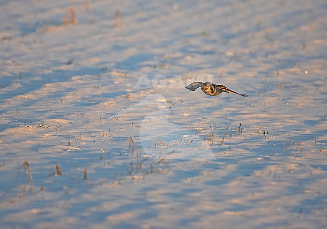 Sperweruil in vlucht; Northern Hawk-Owl in flight stock-image by Agami/Markus Varesvuo,