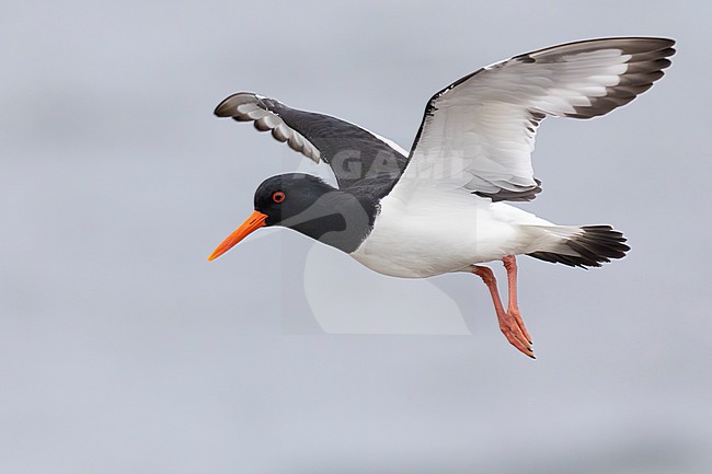 Eurasian Oystercatcher (Haematopus ostralegus), side view of an adult in flight, Finnmark, Norway stock-image by Agami/Saverio Gatto,