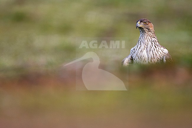 Bonelli's eagle (Aquila fasciata) in Cordoba, Spain. Standing on the ground, showing head only. stock-image by Agami/Oscar Díez,