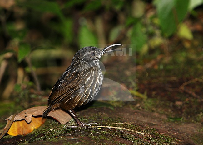 Sumatran wren-babbler (Napothera albostriata) on western Sumatra, Indonesia. Singing male standing on the ground. Its natural habitat is subtropical or tropical moist montane forests. stock-image by Agami/James Eaton,