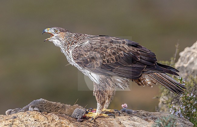 Female Bonelli's Eagle calling while plucking a rabbit on a cliff  in the mountais of Spain stock-image by Agami/Onno Wildschut,