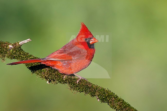 Adult male Northern Cardinal (Cardinalis cardinalis) perched on a branch in Galveston County, Texas, United States, during spring migration. stock-image by Agami/Brian E Small,