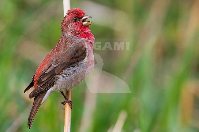 Common Rosefinch (Carpodacus erythrinus
) Adult male singing on a twig, Oulu, Northern Ostrobothnia, Finland stock-image by Agami/Saverio Gatto,