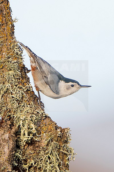 Adult male
Santa Barbara Co., CA
November 2021 stock-image by Agami/Brian E Small,