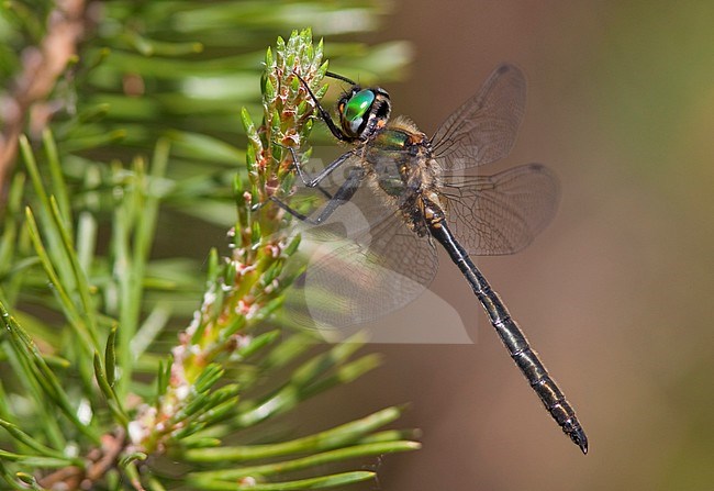 Imago Hoogveenglanslibel; Adult Northern Emerald; stock-image by Agami/Fazal Sardar,