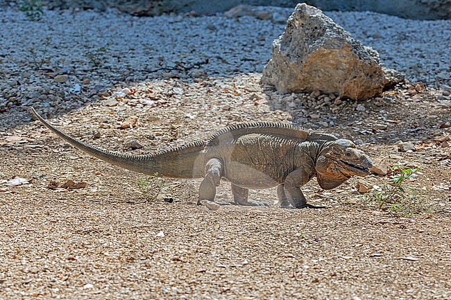 Rhinoceros iguana (Cyclura cornuta) in the Dominican Republic. stock-image by Agami/Pete Morris,