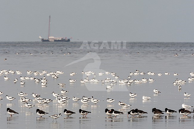 Grote groepen vogels in Westhoek; Bird flocks at Westhoek stock-image by Agami/Marc Guyt,