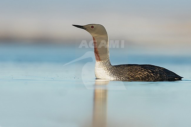Red-throated Loon (Gavia stellata) in breeding plumage on the arctic tundra near Barrow in northern Alaska, United States. Swimming in a pond. stock-image by Agami/Dubi Shapiro,