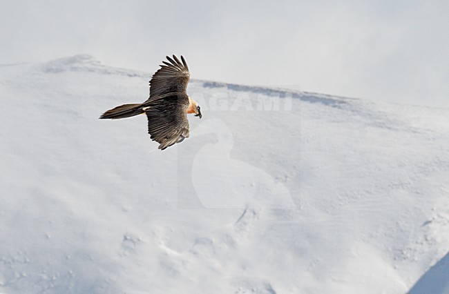 Volwassen Lammergier in de vlucht; Adult Bearded Vulture in flight stock-image by Agami/Markus Varesvuo,