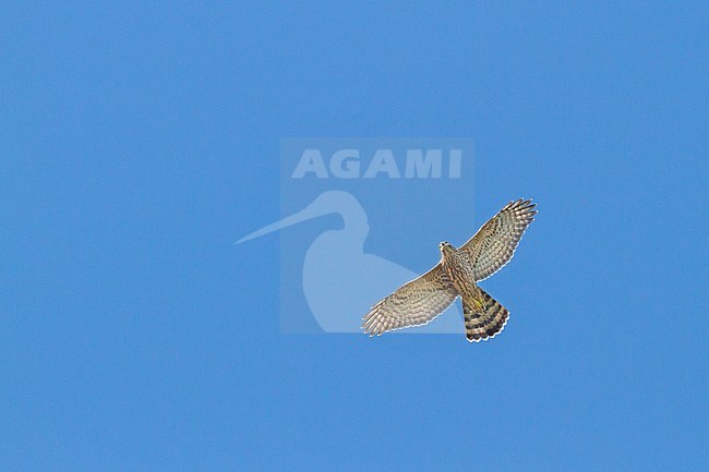 Northern Goshawk - Habicht - Accipiter gentilis ssp. gentilis, Germany, 1st cy stock-image by Agami/Ralph Martin,