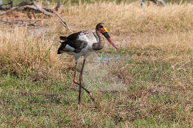 Portrait of a saddle-billed stork, Ephippiarhynchus senegalensis. Okavango Delta, Botswana. stock-image by Agami/Sergio Pitamitz,