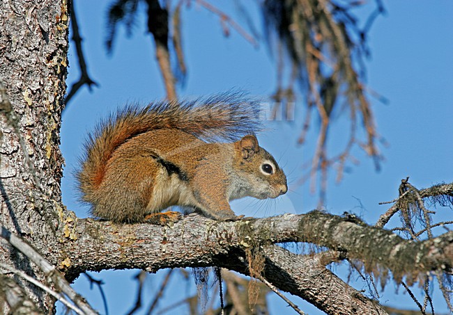 Amerikaanse rode eekhoorn in boom, American red squirrel in tree stock-image by Agami/Pete Morris,