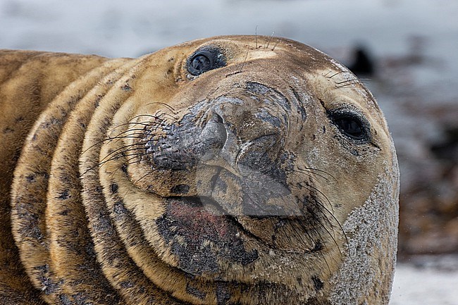 A southern elephant seal , Mirounga leonina, looks into camera. Sea Lion Island, Falkland Islands stock-image by Agami/Sergio Pitamitz,
