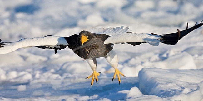 Steller-zeearend, Stellers Sea-eagle, Haliaeetus pelagicus stock-image by Agami/Marc Guyt,