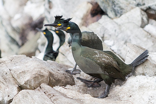 Adult European Shag (Phalacrocorax aristotelis aristotelis) in breeding colony in arctic northern Norway during breeding season. stock-image by Agami/Ralph Martin,