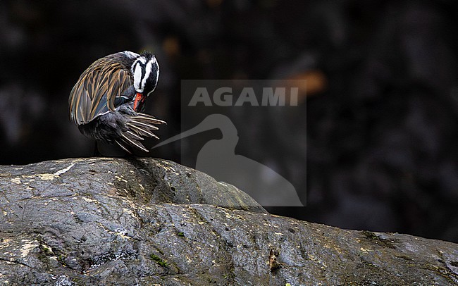 Torrent Duck (Merganetta armata) male grooming stock-image by Agami/Lennart Verheuvel,