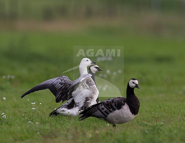 Snow Goose x Barnacle Goose (Anser caerulescens x Branta leucopsis) living together with Barnacle Geese in The Netherlands stock-image by Agami/Edwin Winkel,