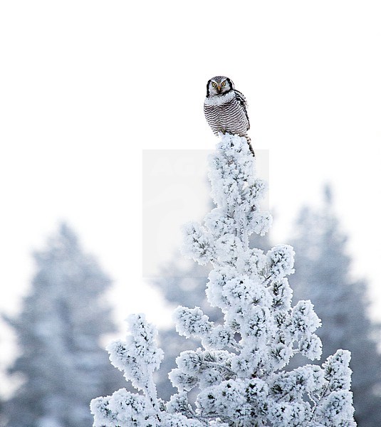 Northern Hawk Owl (Surnia ulula) during cold winter in Kuusamo, Finland. Perched in a frost and snow covered pine tree. stock-image by Agami/Marc Guyt,