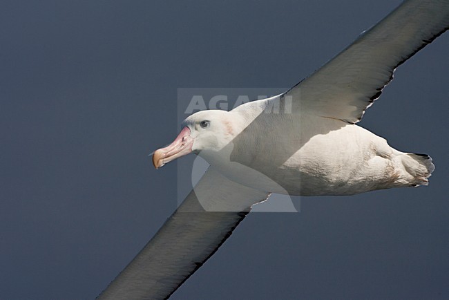 Grote Albatros vliegend; Snowy (Wandering) Albatross flying stock-image by Agami/Marc Guyt,
