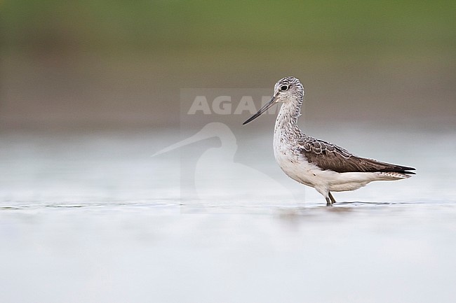 Common Greenshank - Grünschenkel - Tringa nebularia, Germany, adult stock-image by Agami/Ralph Martin,