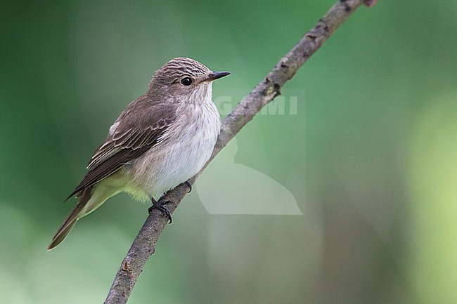 Grauwe Vliegenvanger; Spotted Flycatcher; Muscicapa striata stock-image by Agami/Daniele Occhiato,