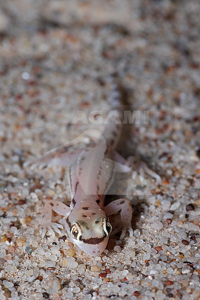 Sharqiyah sand gecko (Trigonodactylus sharqiyahensis) taken the 23/02/2023 at Sharqiyah - Oman. stock-image by Agami/Nicolas Bastide,