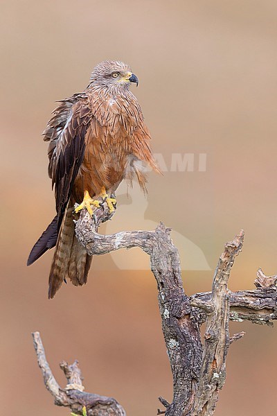 Black Kite, Adult perched on a dead tree, Basilicata, Italy (Milvus migrans) stock-image by Agami/Saverio Gatto,