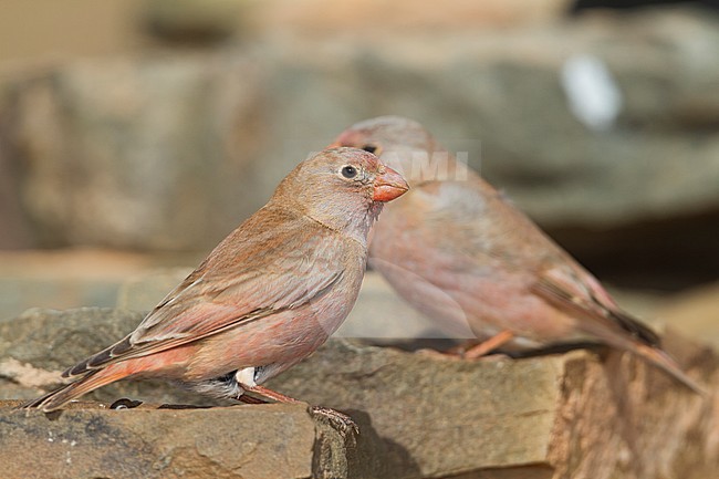 Trumpeter Finch - WÃ¼stengimpel - Bucanetes githagineus ssp. zedlitzi, Morocco stock-image by Agami/Ralph Martin,