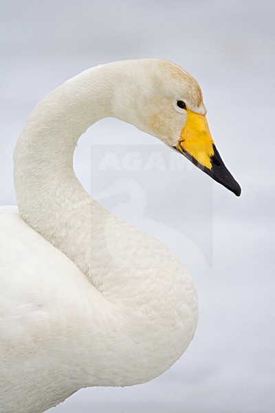 Wilde zwaan volwassen; Whooper Swan adult stock-image by Agami/Marc Guyt,