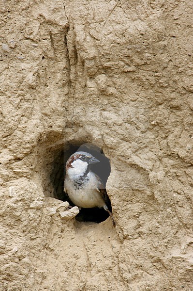 Mannetje Huismus in nestopening; Male House Sparrow at nest entrance stock-image by Agami/Markus Varesvuo,