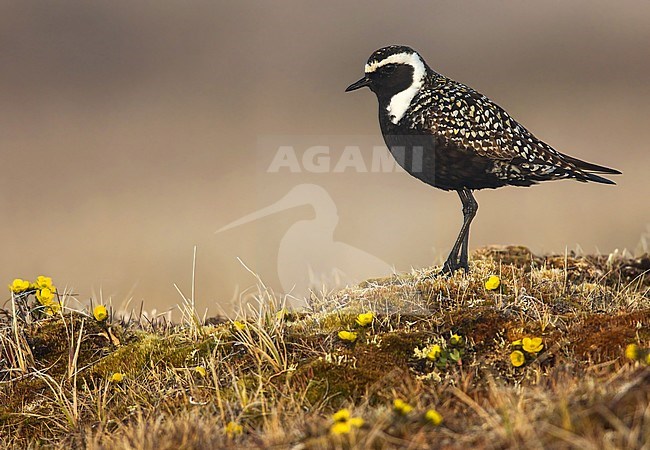 American Golden Plover (Pluvialis dominica) on the arctic tundra near Barrow in northern Alaska, United States. Adult male in breeding plumage. stock-image by Agami/Dubi Shapiro,