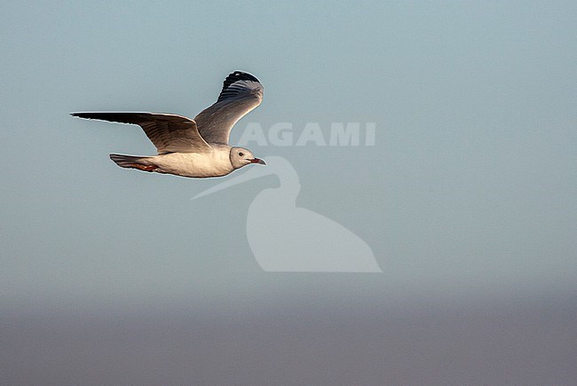 Grey-headed gull (Chroicocephalus cirrocephalus poliocephalus) in South Africa during their summer. stock-image by Agami/Marc Guyt,