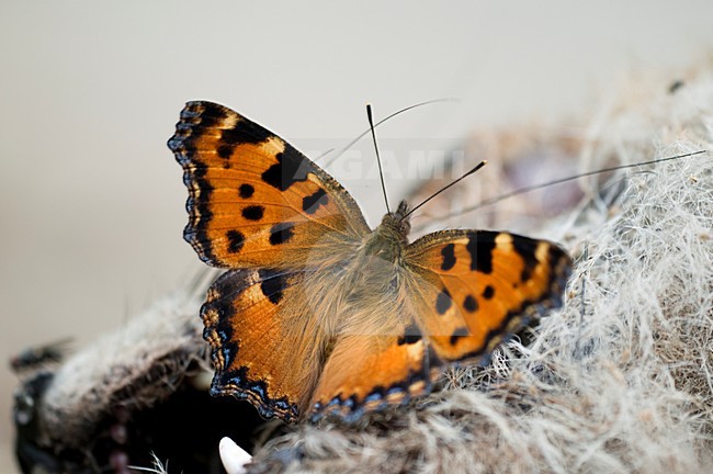 Grote vos op een dode Vos, Large Tortoiseshell on a dead Fox stock-image by Agami/Rob de Jong,