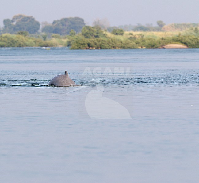 Irrawaddy dolphin, Orcaella brevirostris) swimming in the Mekong river at Kratie, Cambodia. stock-image by Agami/James Eaton,