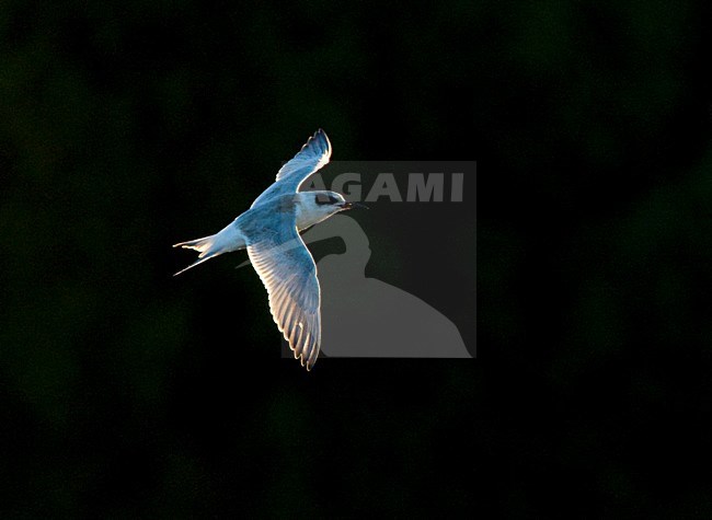 Forsters Stern, Forsters Tern stock-image by Agami/Marc Guyt,