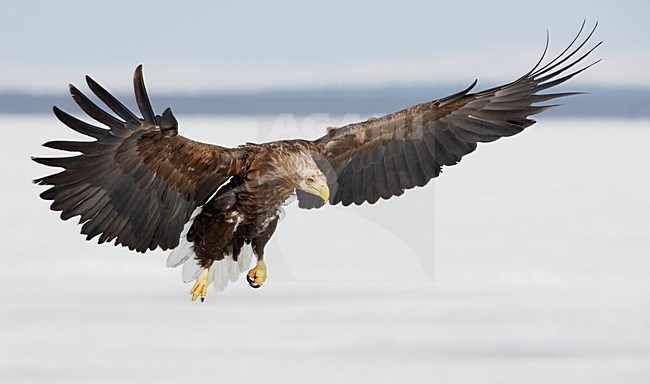 Zeearend adult landend; White-tailed Eagle adult landing stock-image by Agami/Markus Varesvuo,