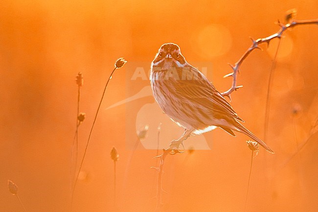 Wintering Common Reed Bunting (Emberiza schoeniclus) perched on a small twig in a rural field in Italy. Photographed with backlight. stock-image by Agami/Daniele Occhiato,