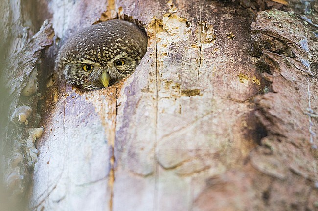 Eurasian Pygmy-Owl - Sperlingskauz - (Glaucidium passerinum ssp. passerinum, Germany, adult, female stock-image by Agami/Ralph Martin,
