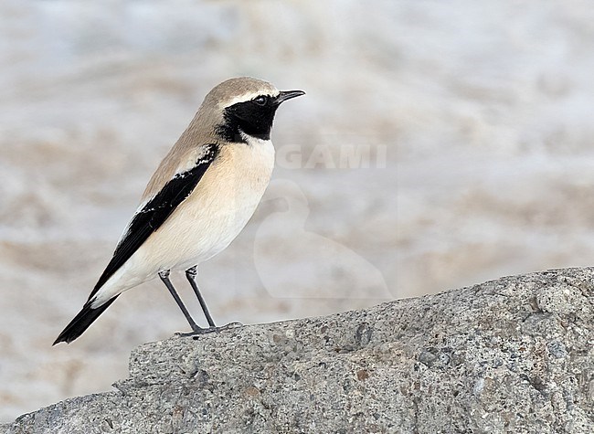 Desert Wheatear (Oenanthe deserti) adult perched on a rock in the desert stock-image by Agami/Roy de Haas,