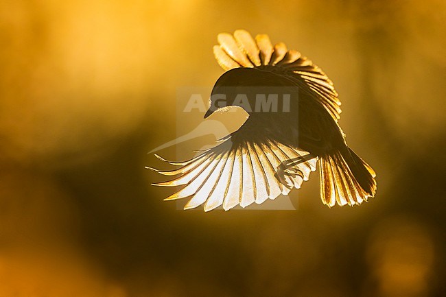 European Stonechat (Saxicola rubicola) in Italy. stock-image by Agami/Daniele Occhiato,