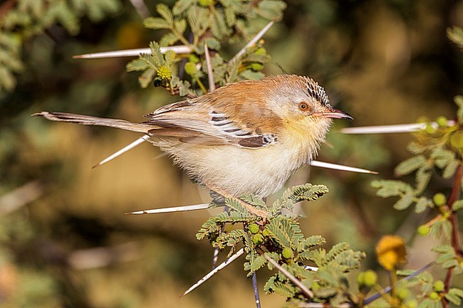 Adult female perched on a branch of acacia in Oued Jenna, Western Sahara. stock-image by Agami/Vincent Legrand,