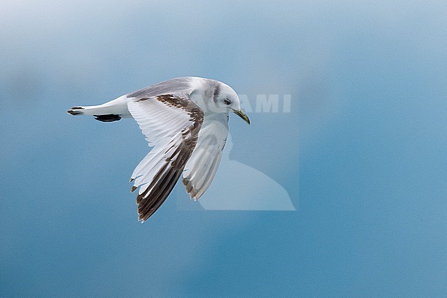 Black-legged Kittiwake (Rissa tridactyla), side view of a second year juvenile in flight, Southern Region, Iceland stock-image by Agami/Saverio Gatto,